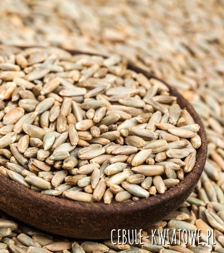 Żyto Ozime - Nasiona na poplon 1000g