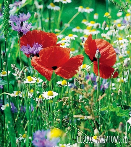 Kwietna Łączka - Mieszanka Kwiatów Polnych 100g