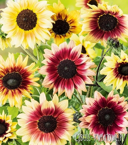 Słonecznik Ozdobny Mix odmian i kolorów 100g