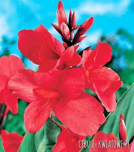 Canna-Kanna Empire 1 szt.