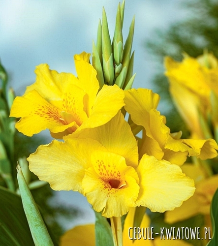 Canna-Kanna Richard Wallace 1 szt.