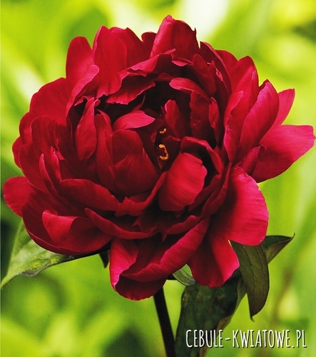 Piwonia Madame Gaudichau 1 szt.