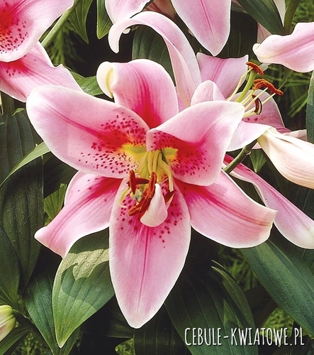 Lilia Orientalna Tiber 1 szt.