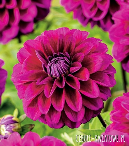 Dalia Dekoracyjna Jennifer Mary Ellen 1 szt.