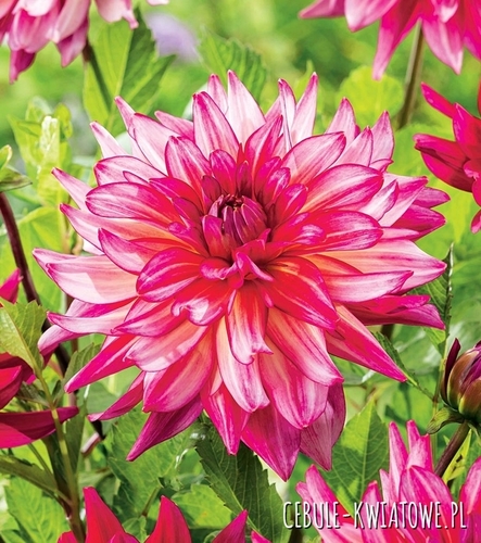 Dalia Dekoracyjna Pinkie Swear 1 szt.