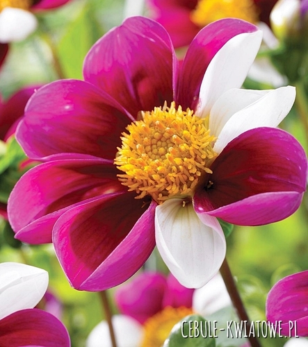 Dalia Karłowa Top Mix Twyning's Smartie 1 szt.