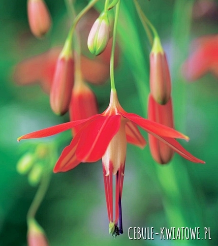 Bessera Elegans - Koralowa Kropla 10 szt. 5/+