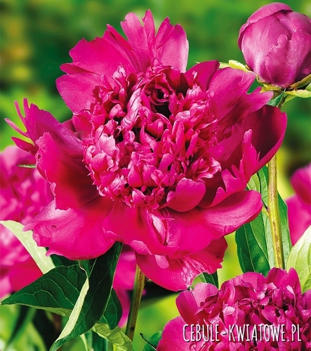 Piwonia Big Ben 1 szt.