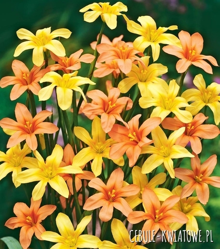 Homeria - Moraea Mix 10 szt. 5/+