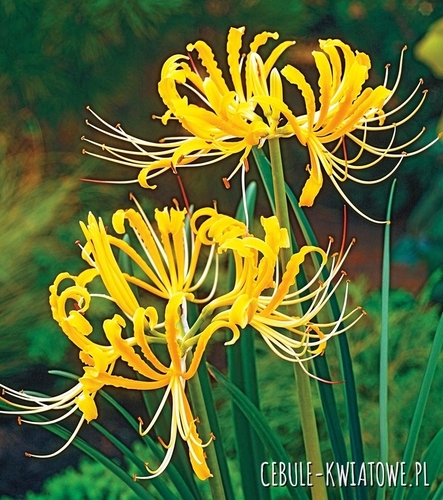 Lycoris Aurea - Lilia Pajęcza 1 szt.