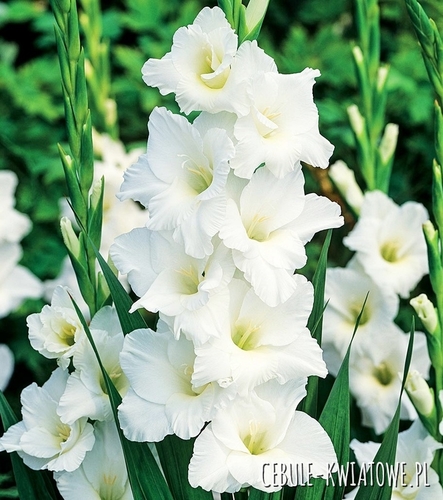 Gladiolus Mieczyk Wielkokwiatowy Amsterdam 5 szt.