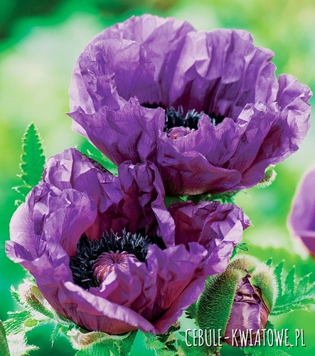 Papaver Orientalis-Mak Wschodni Central Park 1 szt.