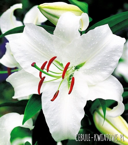 Lilia Orientalna Biała XXL 1 szt.