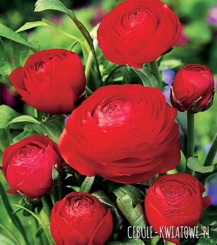 Ranunculus Jaskier Czerwony 5 szt.