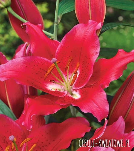 Lilia Orientalna Czerwona XXL 1 szt.
