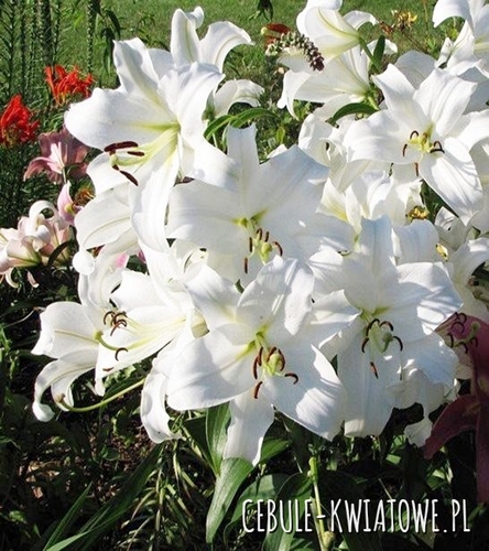 Lilia Drzewiasta Villa Blanca 1 szt.