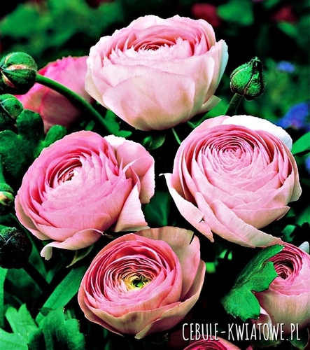Ranunculus Jaskier Różowy 5 szt.