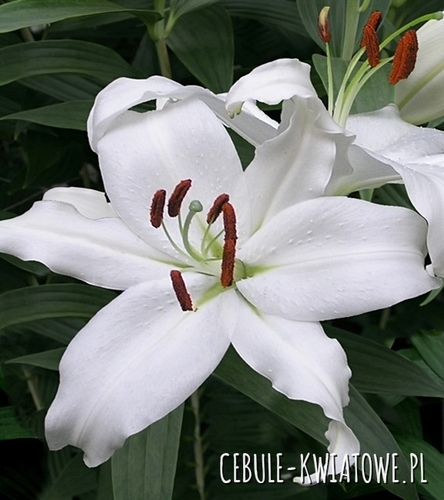 Lilia Orientalna Mount Aspiring 1 szt.