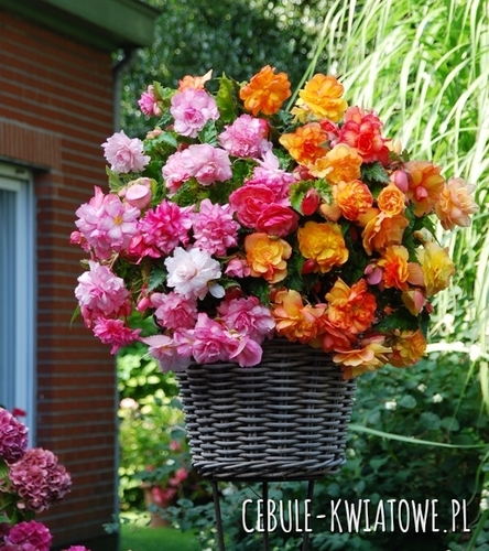 Begonia Golden Balkony & Pink Balkony 2 szt.