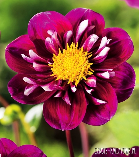 Dalia Kołnierzykowa Impression Fantastico 1 szt.