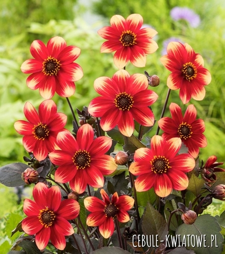 Dalia Top Mix Dahlegria Tricolore 1 szt.