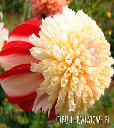 Dalia Anemonowa Bon Odori 1 szt.