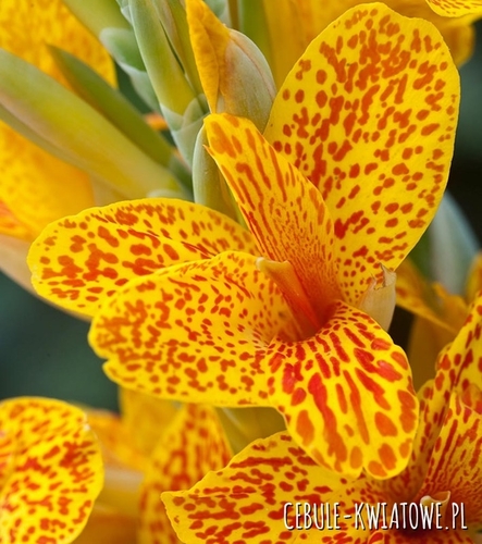 Canna - Kanna Confetti 1 szt.