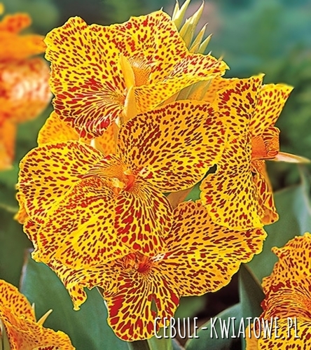Canna - Kanna Picasso Yellow 1 szt.