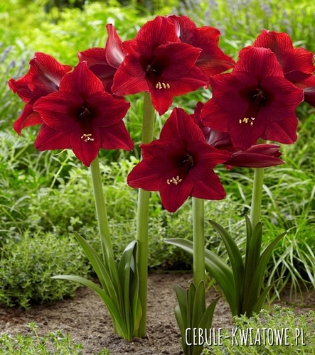Hippeastrum - Amarylis Ogrodowy Red Tiger 1 szt.