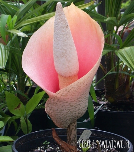 Dziwidło Różowe - Amorphophallus Bulbifer 1 szt.