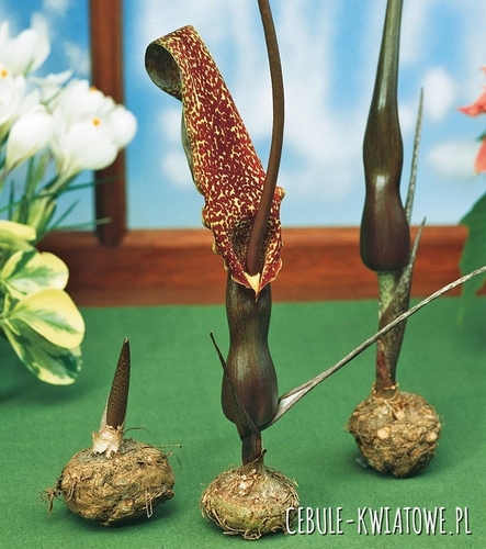 Sauromatum Venosum - Pałczycha Kroplista 1 szt.