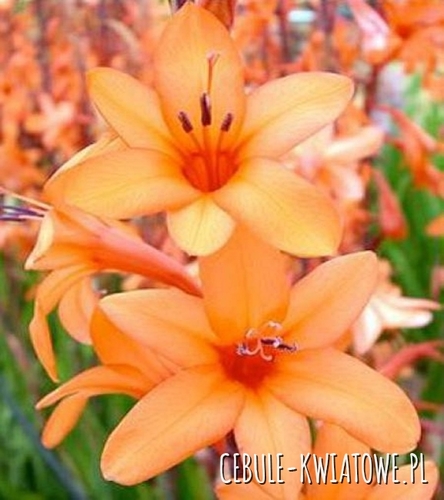 Watsonia Peach Glow Pomarańczowa 3 szt.