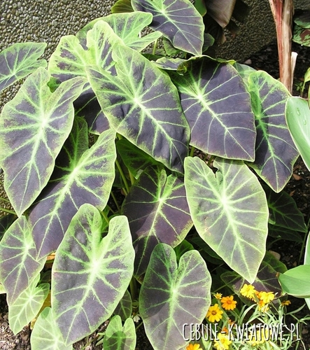 Colocasia Affinis Jenengsii - Kolokazja 1 szt.