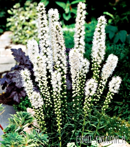 Liatris Spicata Alba Liatra Biała 10 szt.