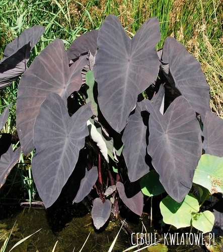 Colocasia Black Magic - Kolokazja 1 szt.