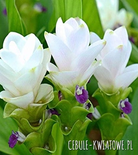 Curcuma White Wonder - Kurkuma Biała 1 szt.