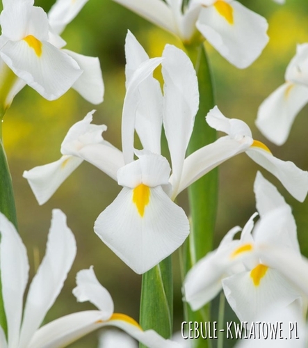 Irys Holenderski Alaska 10 szt.