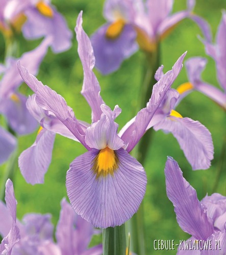 Irys Holenderski Panther 5 szt.