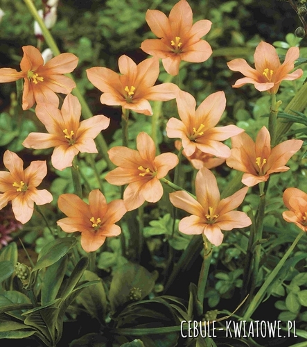 Homeria - Moraea Flaccida 10 szt.