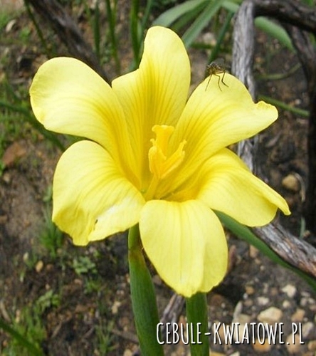 Homeria - Moraea Ochroleuca 10 szt.