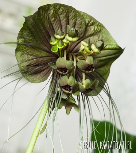 Tacca Green Isle - Kwiat Nietoperz 1 szt.