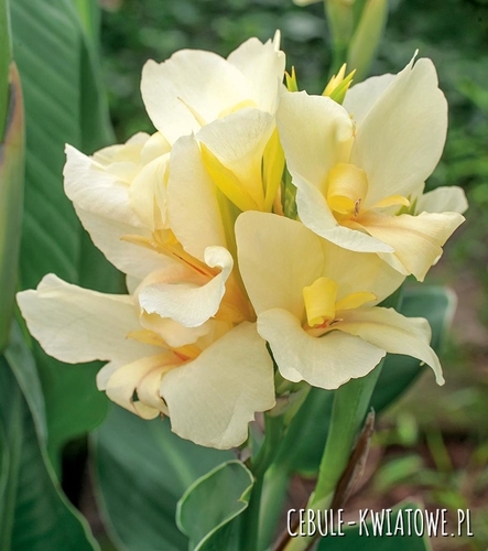 Canna - Kanna Puck 1 szt.