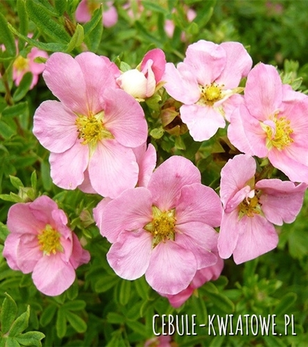 Pięciornik Pink Queen 1 szt.
