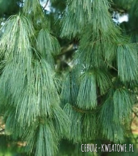 Sosna Himalajska 1 szt.