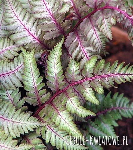 Paproć Wietlica Samicza - Athyrium Metallicum Sadzonka Doniczka P9