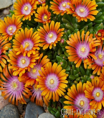 Słonecznica Fire Spinner 1 szt.