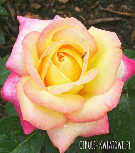 Róża Wielkokwiatowa Żółto-Różowa 1 szt