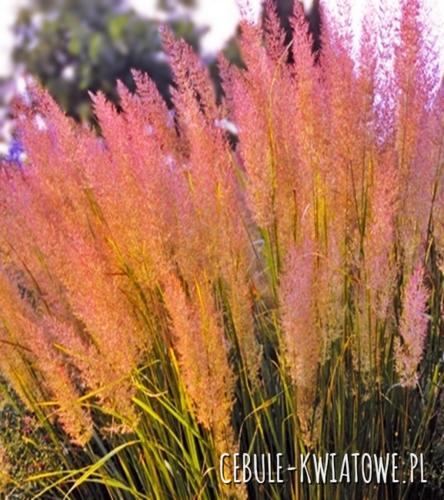 Trzcinnik ostrokwiatowy - Calamagrostis Brachytricha 1 szt.