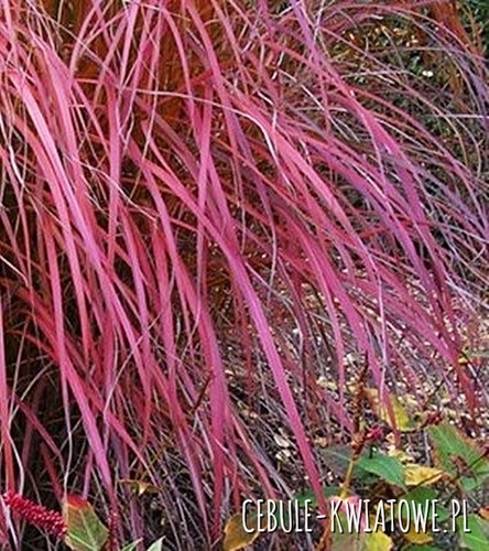 Miscanthus Sinensis - Miskant Chiński - Purple Fall 1 szt.