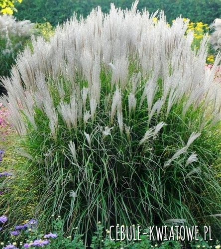 Miscanthus Sinensis - Miskant Chiński - Kleine Silberspinne 1 szt.
